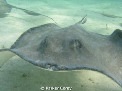 A picture taken during one of the famous Sting Ray City d... by Parker Corey 